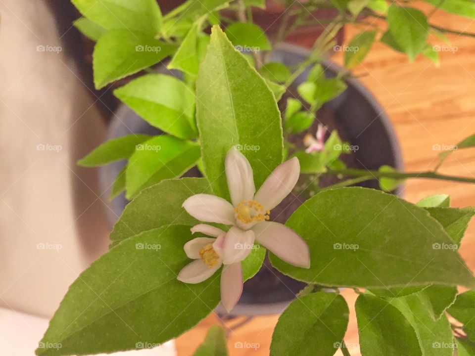 Meyer lemon blossom 