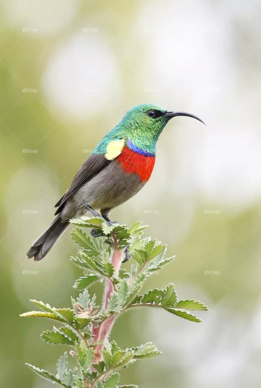bird