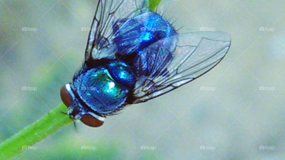 This is a very beautiful fly digital blue colour showing nice.