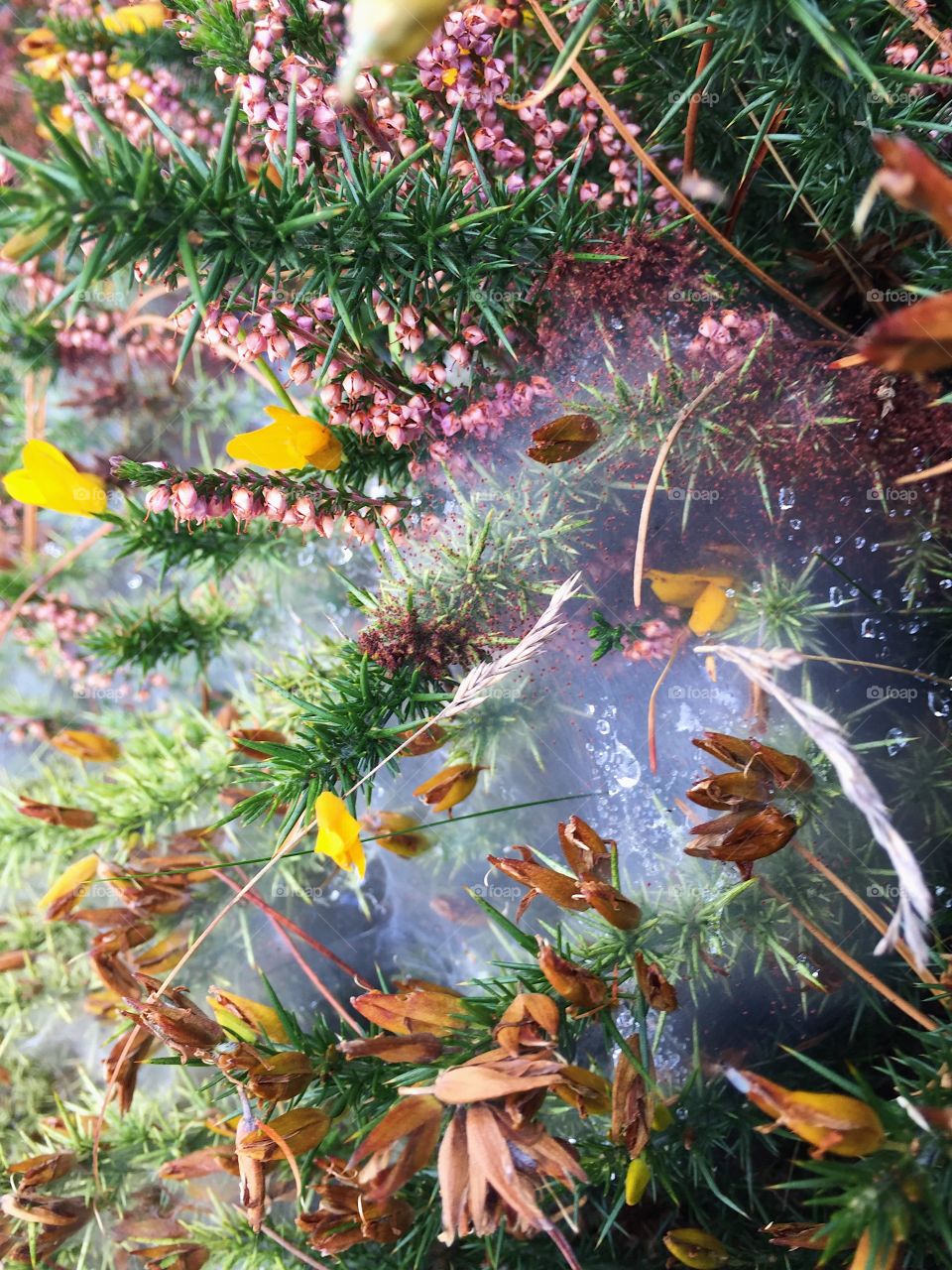 Tree, Season, Leaf, Flora, Color