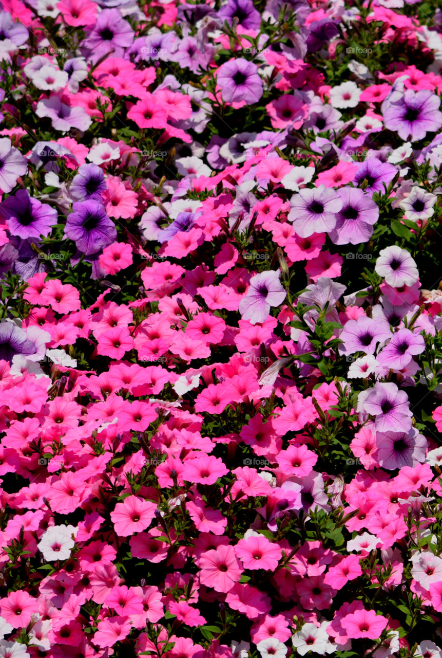 Full frame of pink color flowers