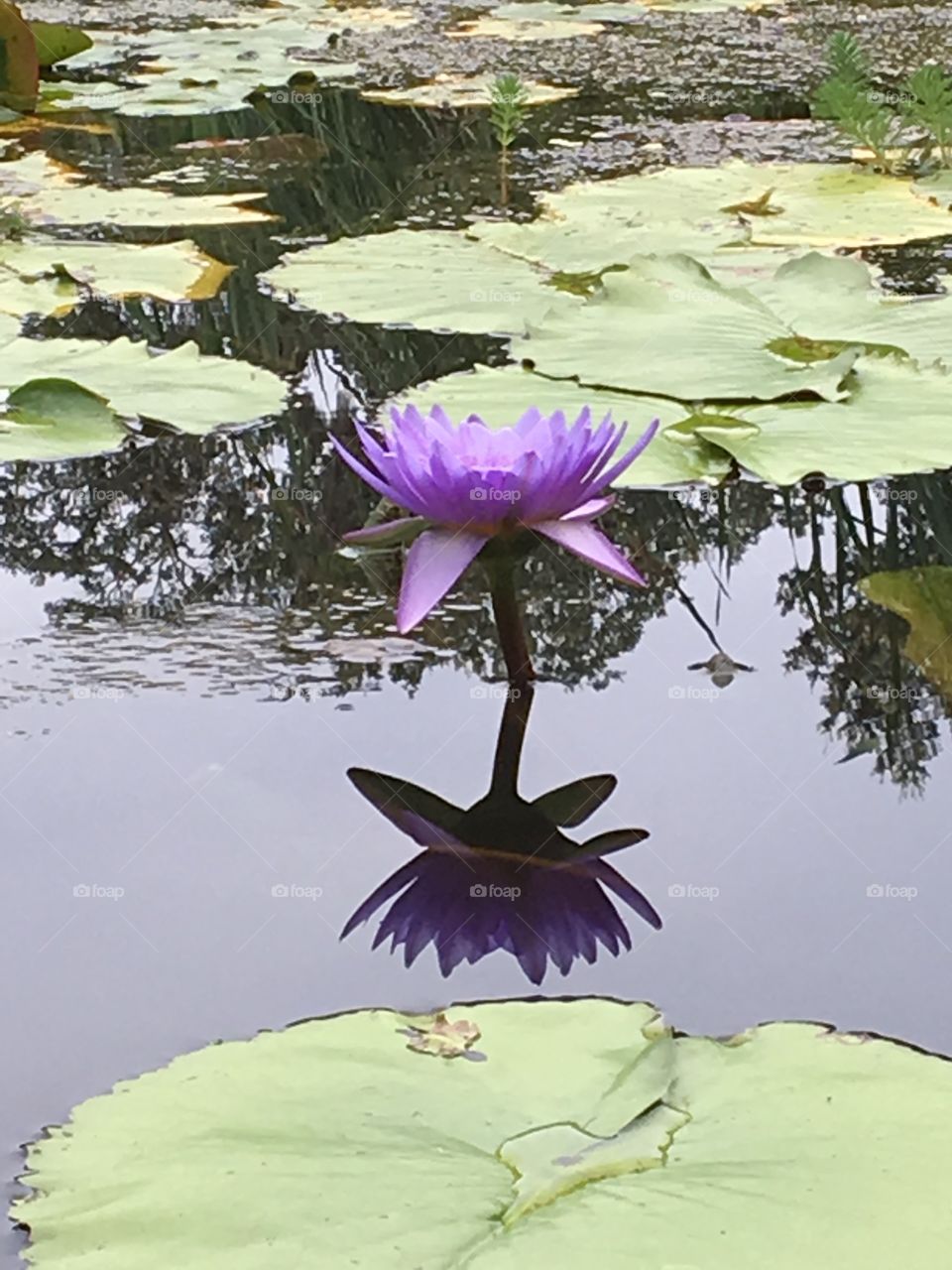 Lily pad flower 