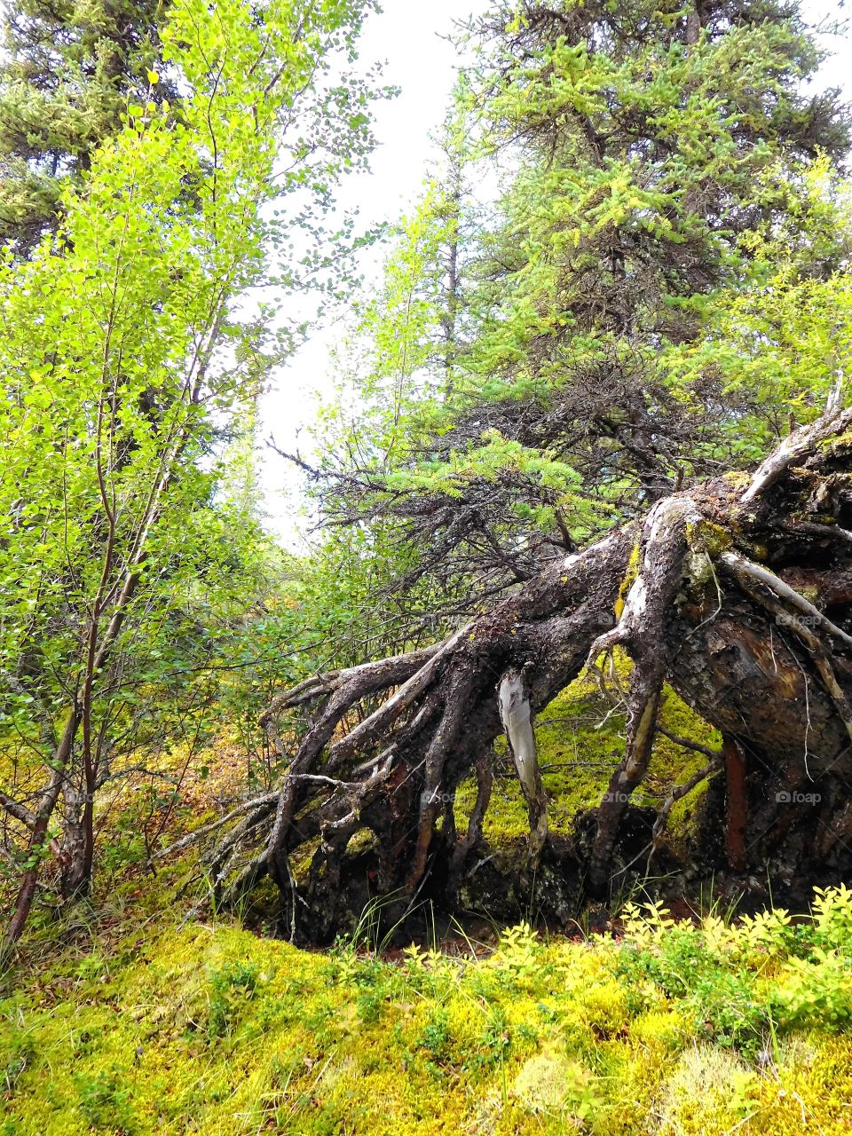 Exploring the beauty of the wilderness