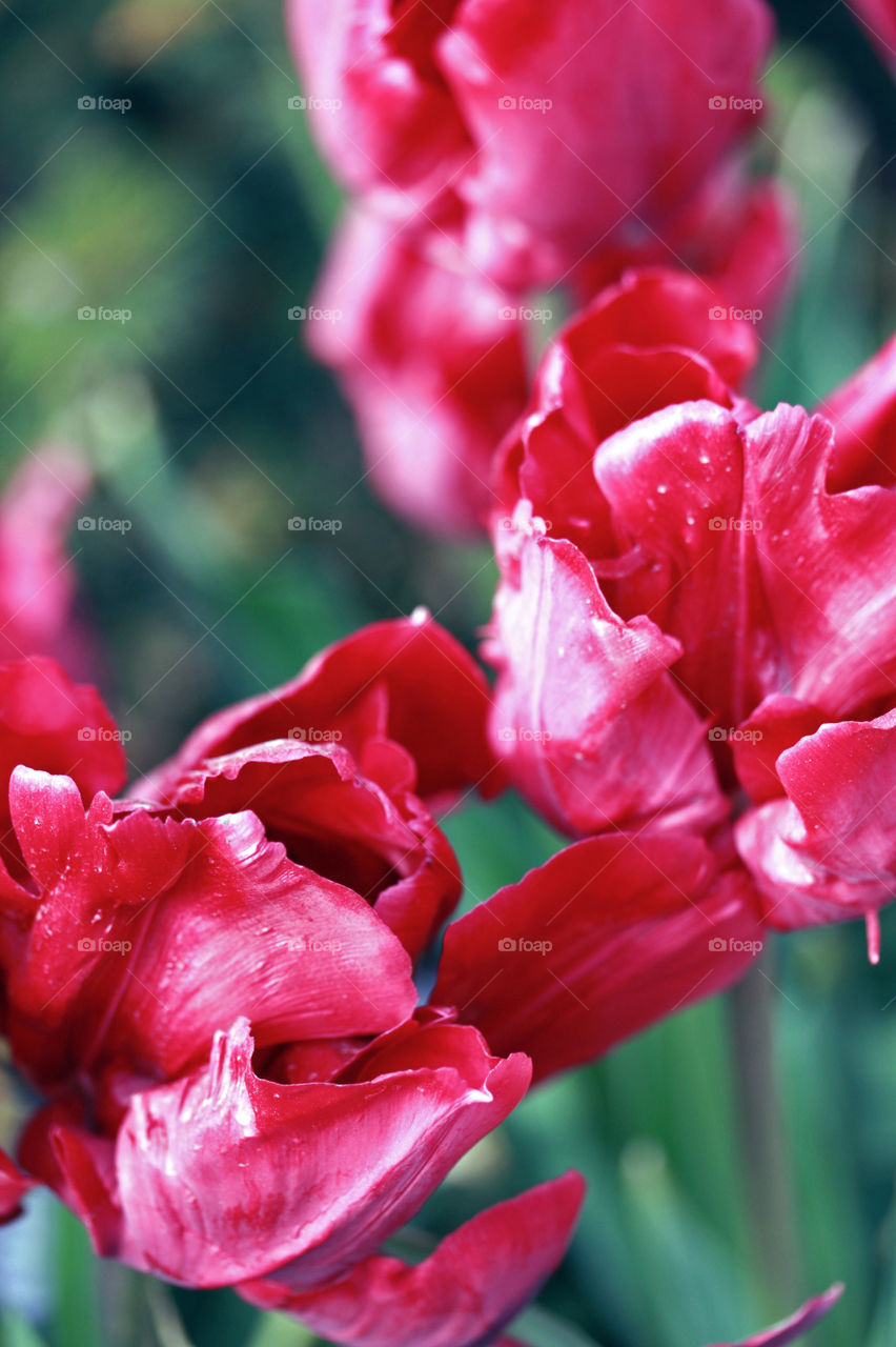 Shiny pink tulip petals forming an eclectic floral composition 