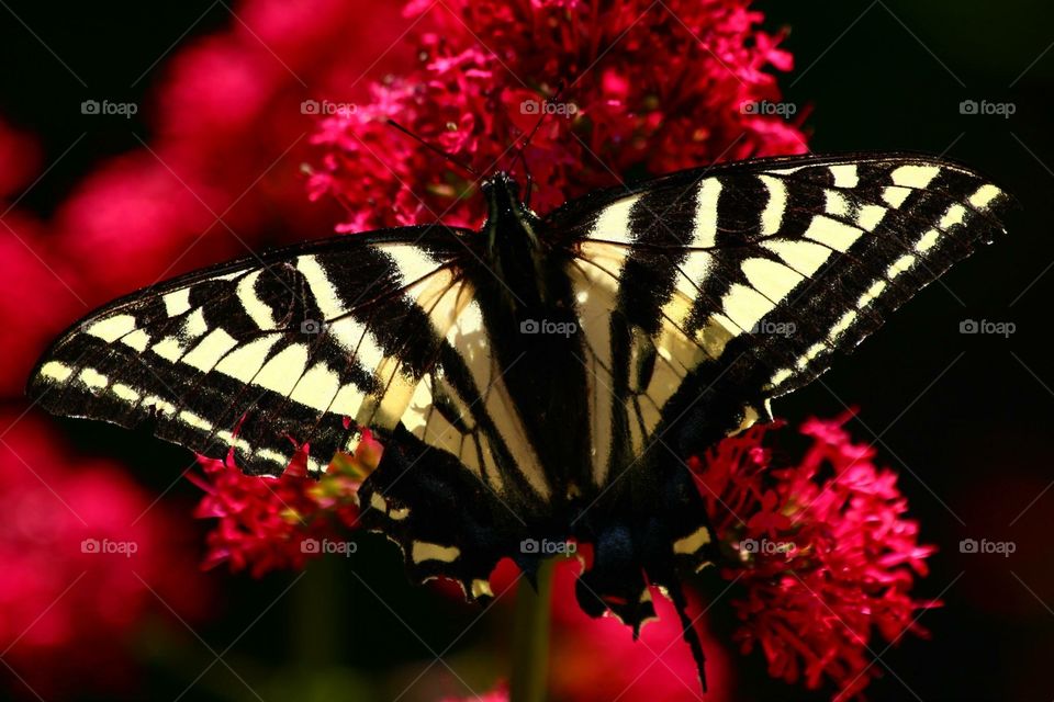 Butterfly, Insect, Nature, Flower, No Person