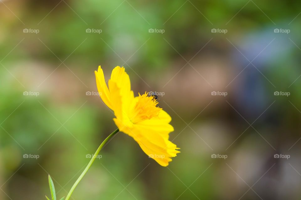 Yellow ketaki flower.