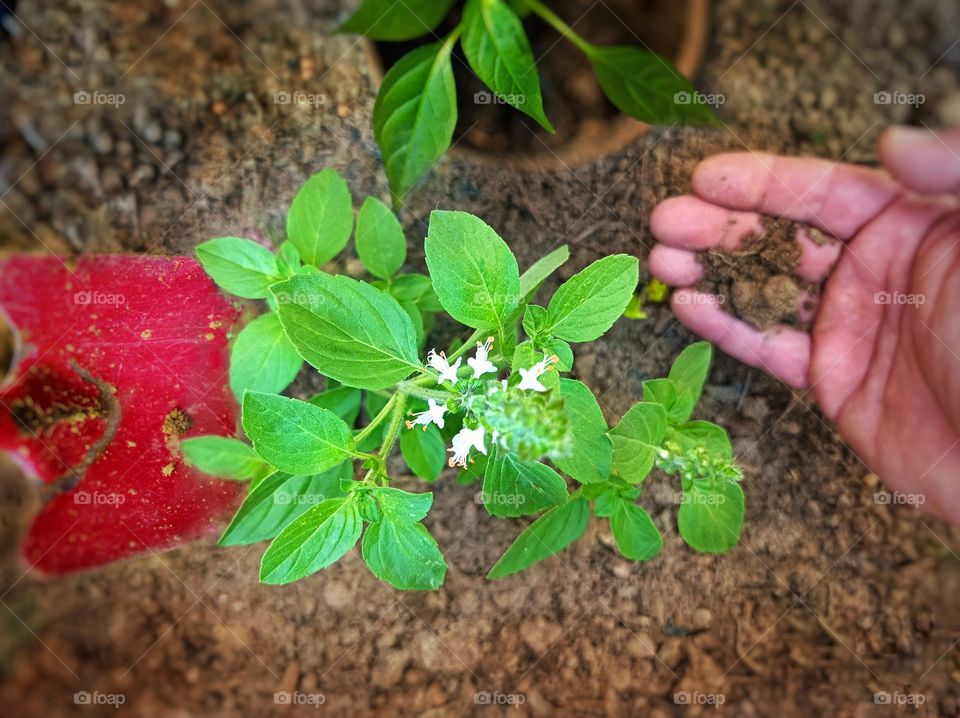 Planting basil in the garden