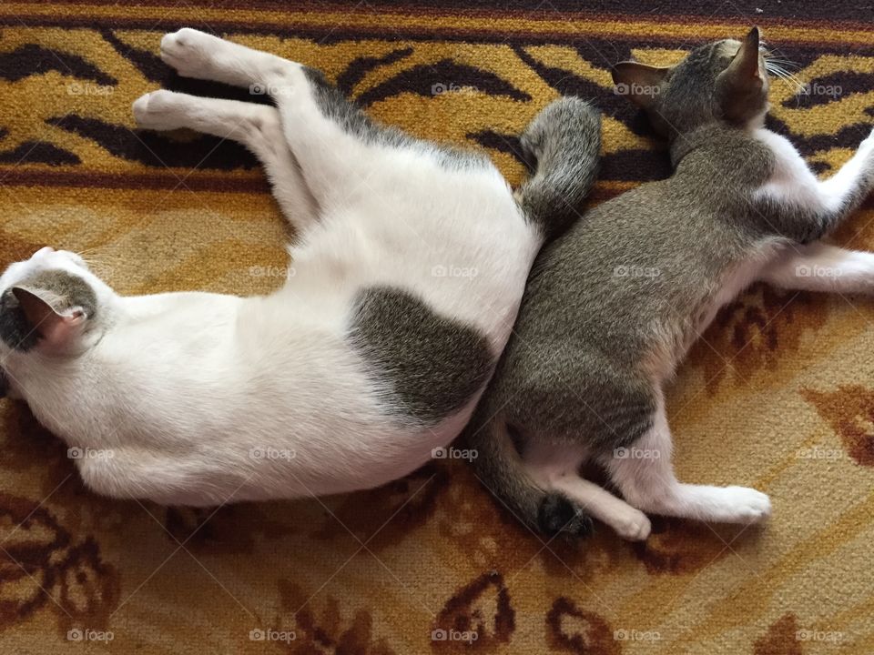 Sleeping cats. Taken on 19 April 2015