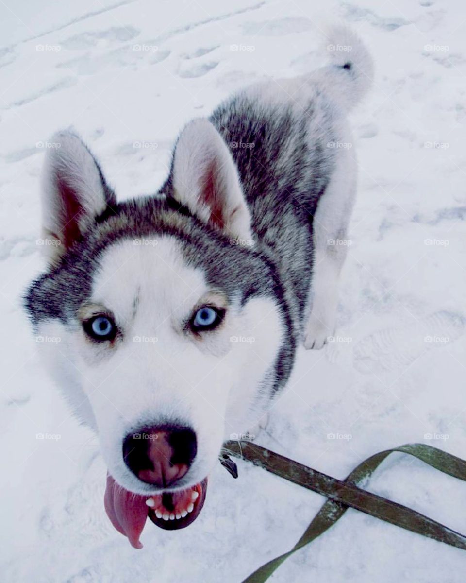 husky dogs