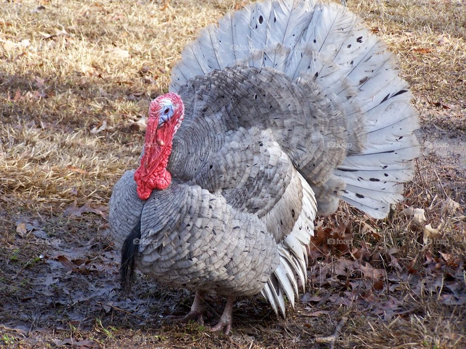 Blue Slate Tom Turkey outside during the daylight in the field.  Blue Slate turkeys are considered rare as they believe there are less than 10,000 breeding birds in the world.  