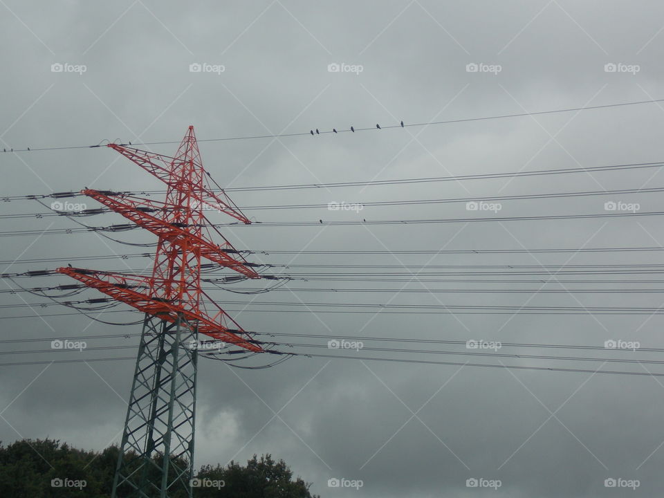 birds on wires 2