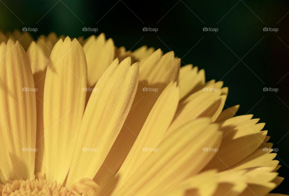 Close up of yellow petals against a dark green background 
