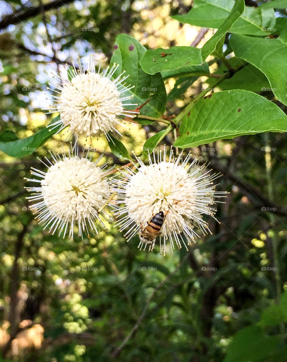Tree and a bee