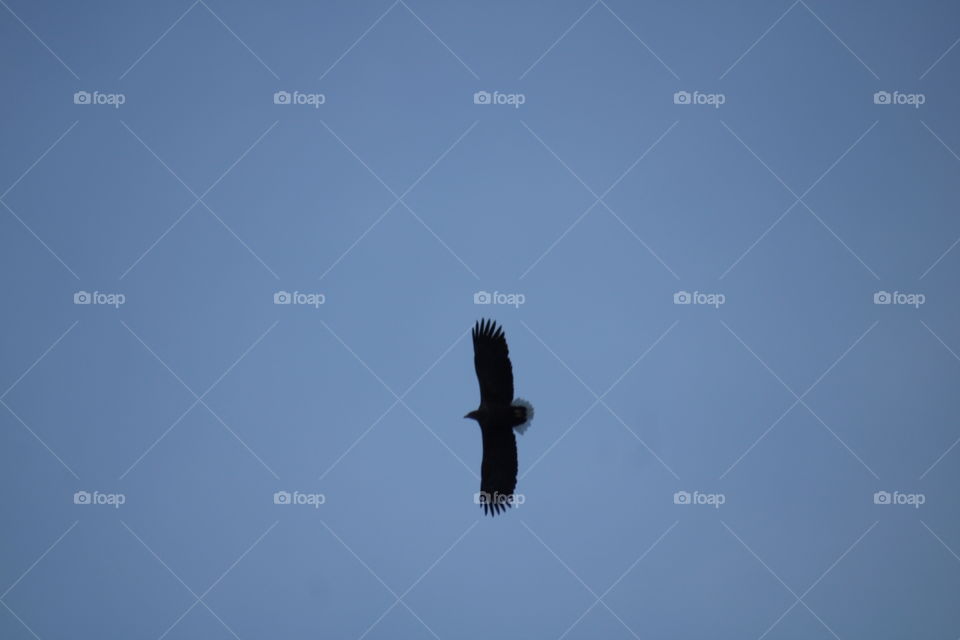 Weißschwanz Adler 