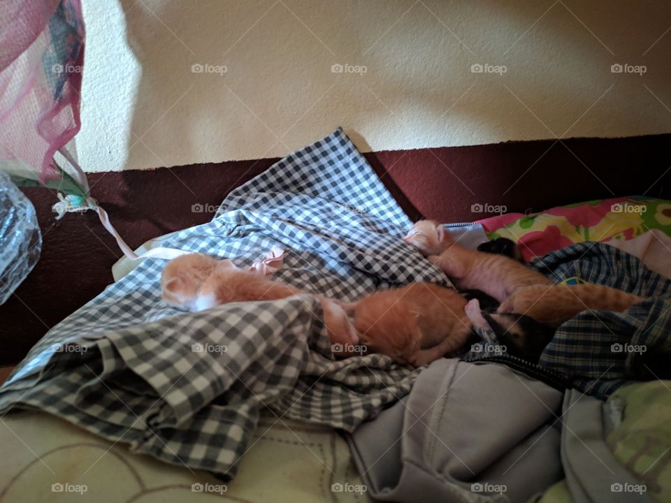 Kittens lying in bed