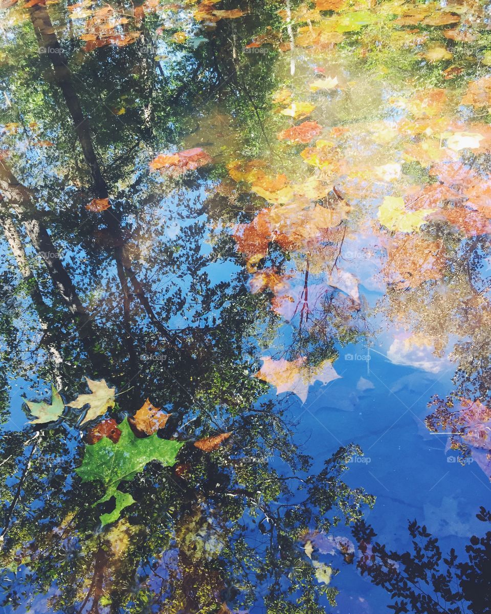 Leaves on water
