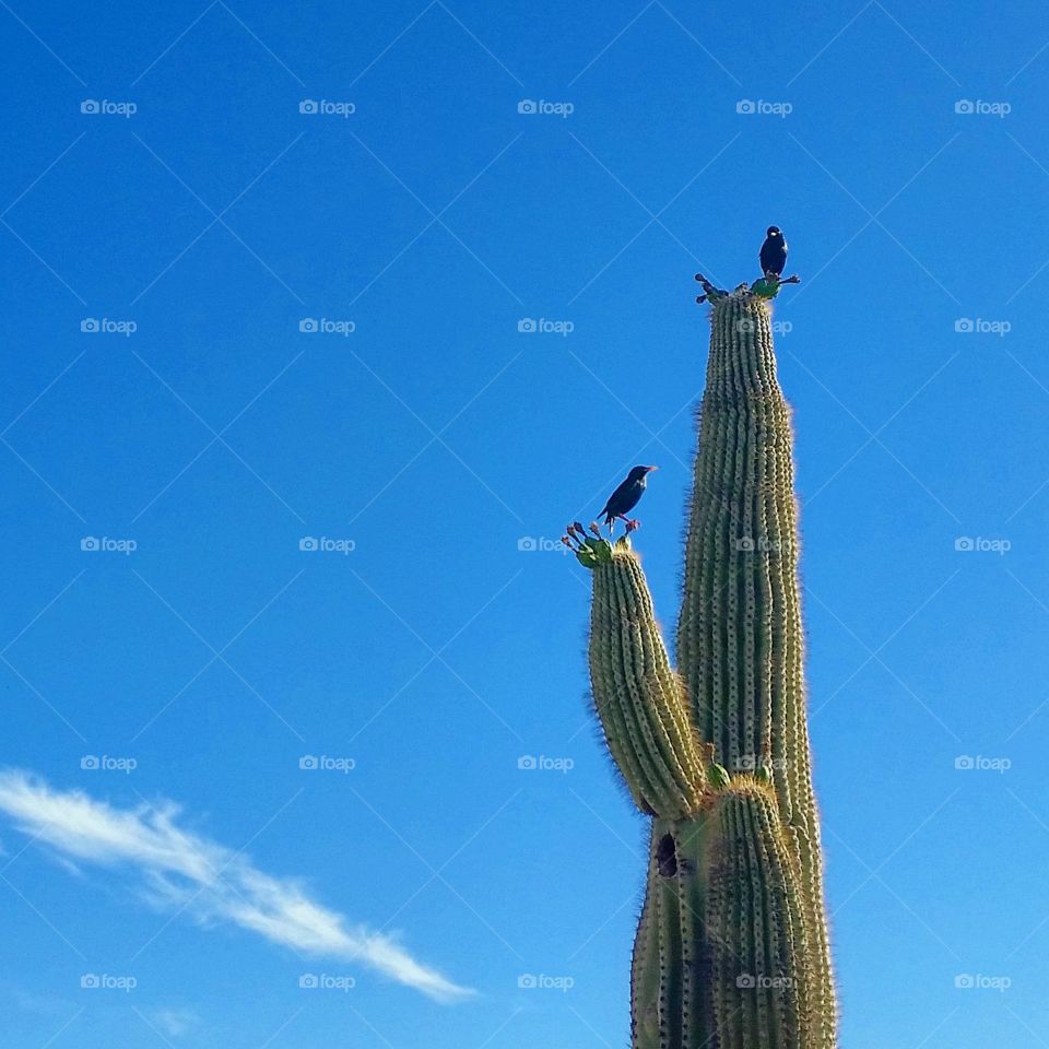 birds on a cactus