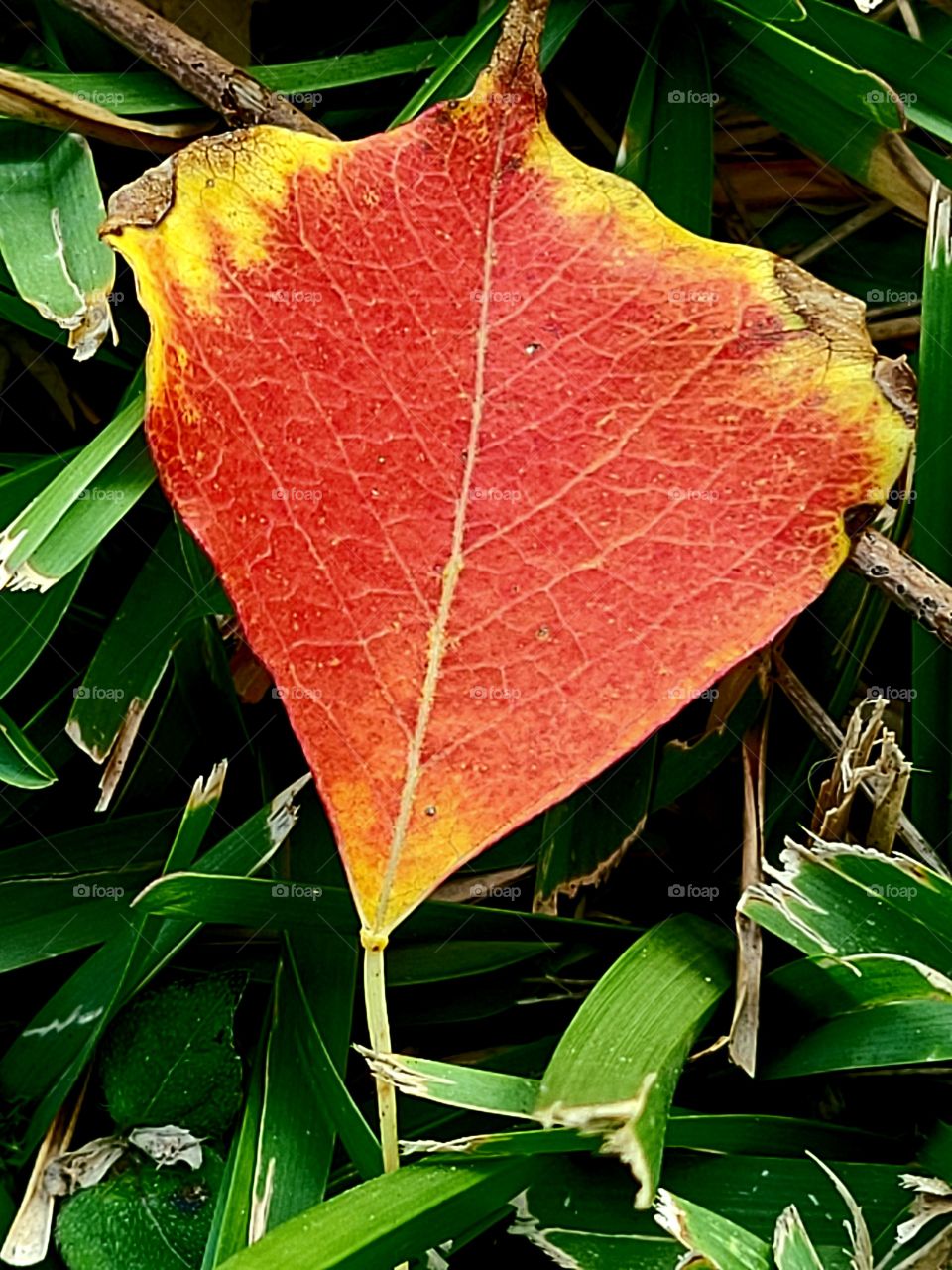 Autumn leaf