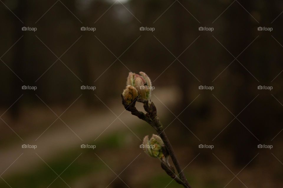 Spring vibes 🌸🌿